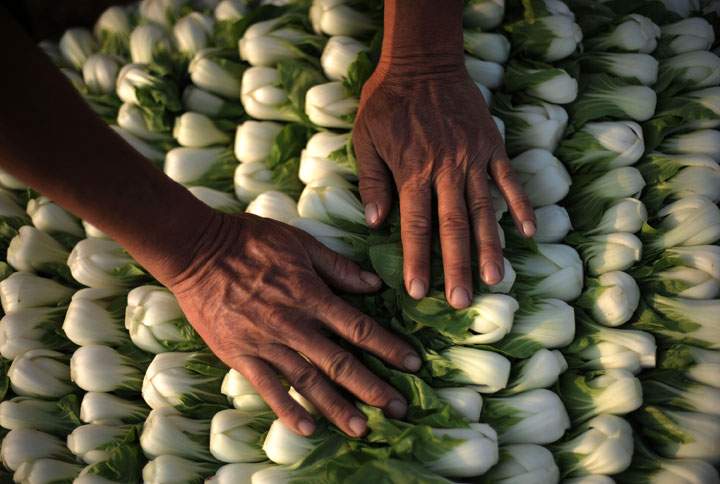 Native to central Asia, vegetables like nappa cabbage and bok choy are now grown locally to meet consumer demand.