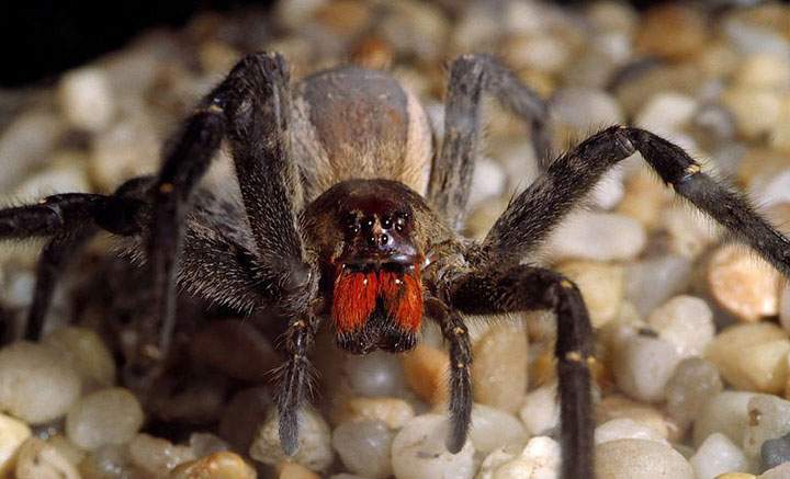 A Brazilian wandering spider is seen in this file photo.