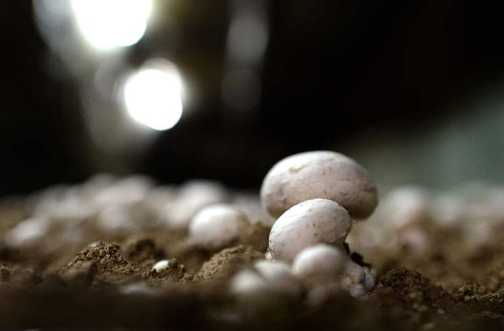 A 52-year-old woman needed a liver transplant after she turned up in hospital from eating wild mushrooms she found in a Toronto park. In a study documenting her case, doctors are now warning Canadians to be wary of eating wild mushrooms they’ve foraged for – they could be poisonous and mistaken for edible varieties.