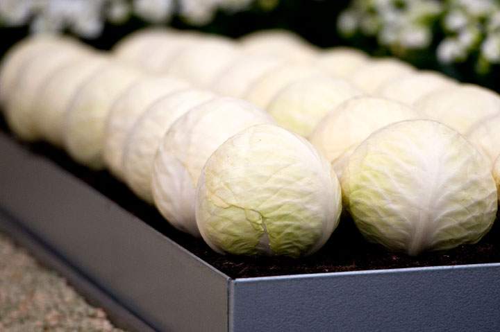 cabbage