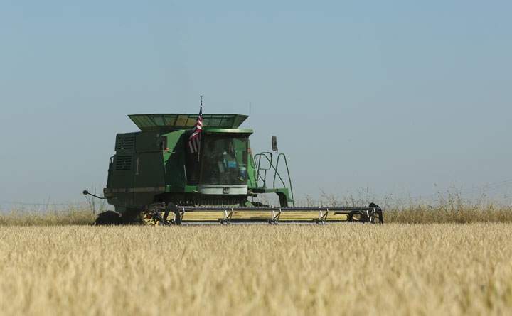 In this photo taken Friday, Oct. 10. 2014, a rice harvester works a field belonging to rice farmer Mike DeWitt near Davis, Calif. DeWitt is among the Sacramento Valley farmers who planted 25 percent less rice than normal because of water cutbacks, which is impacting migratory birds, and other wildlife that depend on flooded rice fields for habitat.