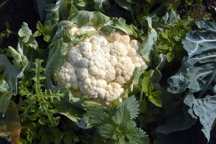 cauliflower