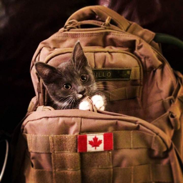 Cpl. Nathan Cirillo and kitten in his backpack