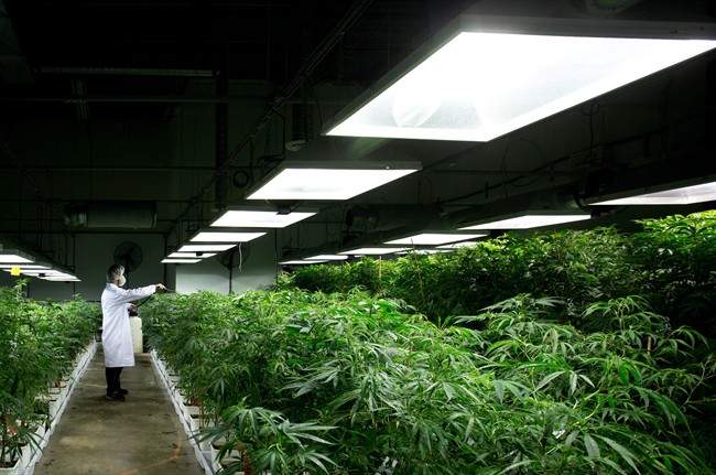 Health minister refuses to take position on CAMH call to legalize pot - image