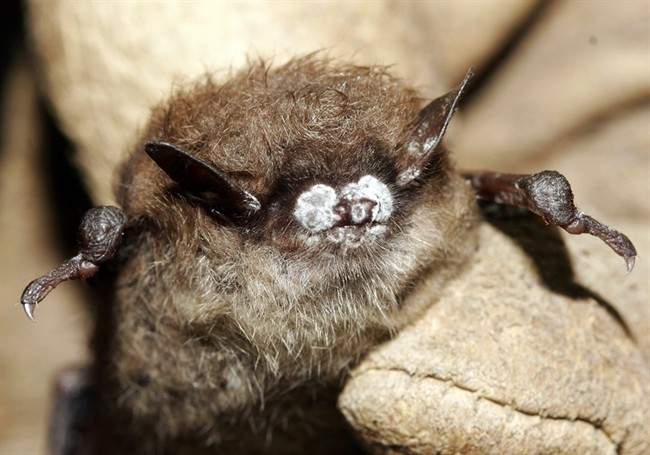 A little brown bat with fungus on its nose.