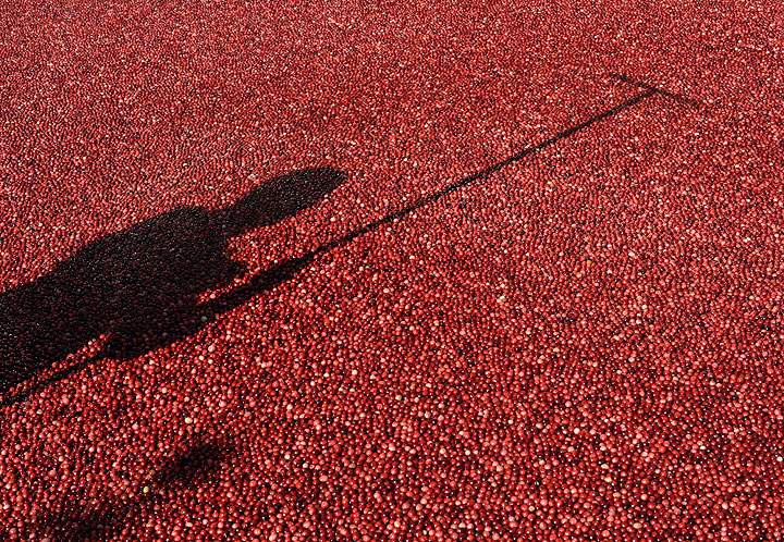 cranberries