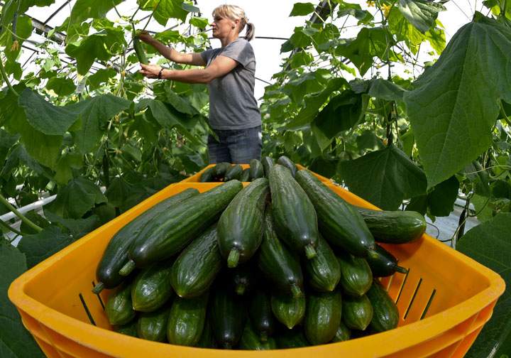 A gardener picks the first slicing cucumbers in a greenhouse on March 21, 2014.