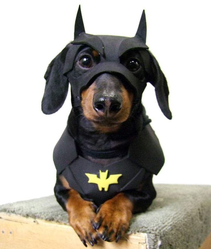 Crusoe the Dachshund dressed up as Batman.