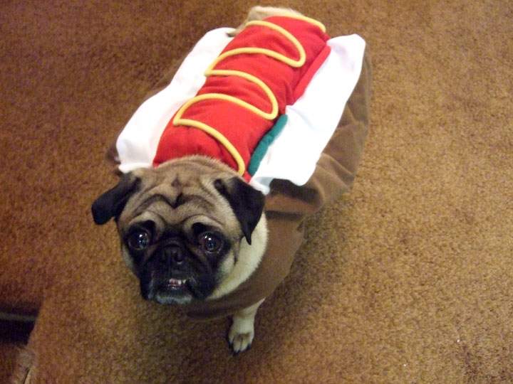 Charlie the pug dressed as a hot dog.