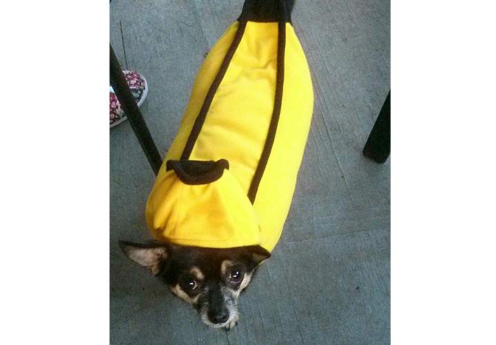 Jack the chihuahua dressed as a banana.