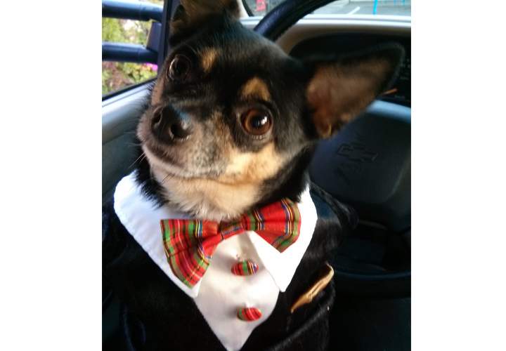 Jack the chihuahua dressed all fancy.