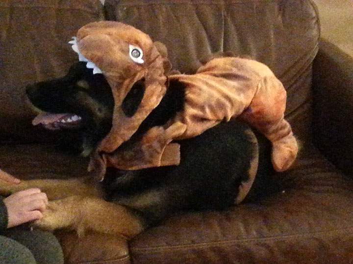 Kona the Golden Shepherd dressed as a dinosaur.