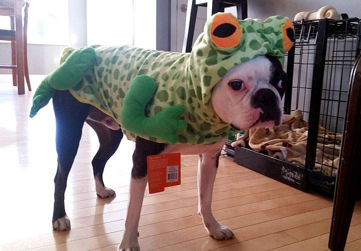 Oliver dressed as a frog.