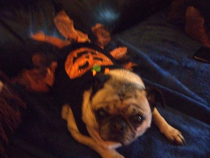 Sassy the pug dressed as a fancy pumpkin.
