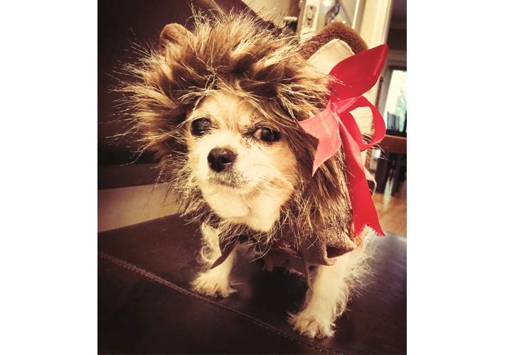 Sumo dressed as the Cowardly Lion.