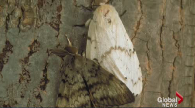 European Gypsy Moth.