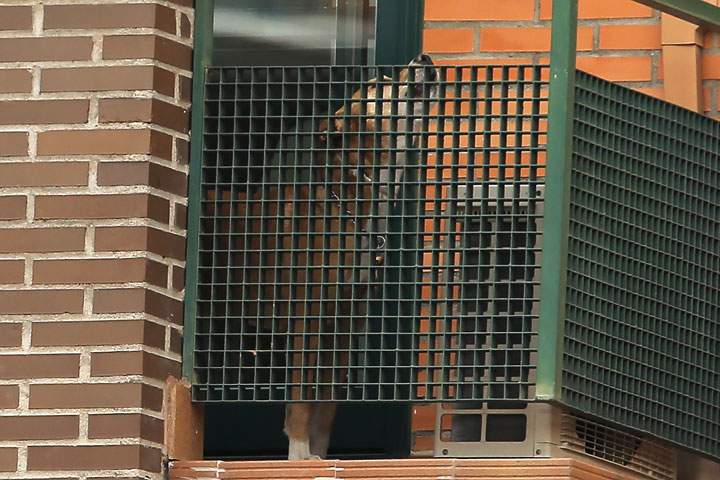 Dog of Ebola patient euthanized