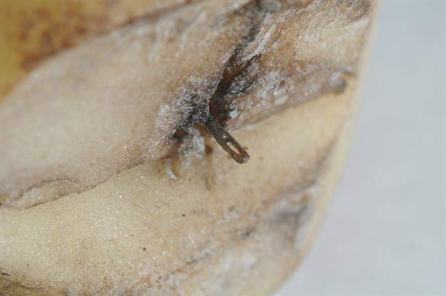 A metal object inserted in a potato is shown in an RCMP handout photo.