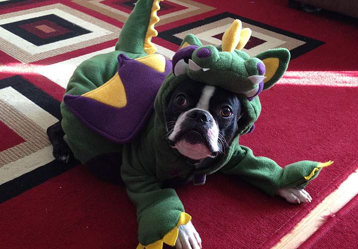 Oskar the Boston Terrier dino dog.
