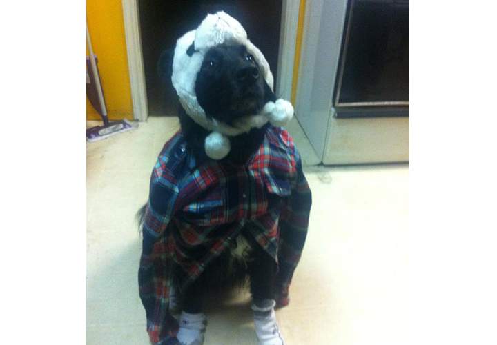 Gus in his Halloween costume.