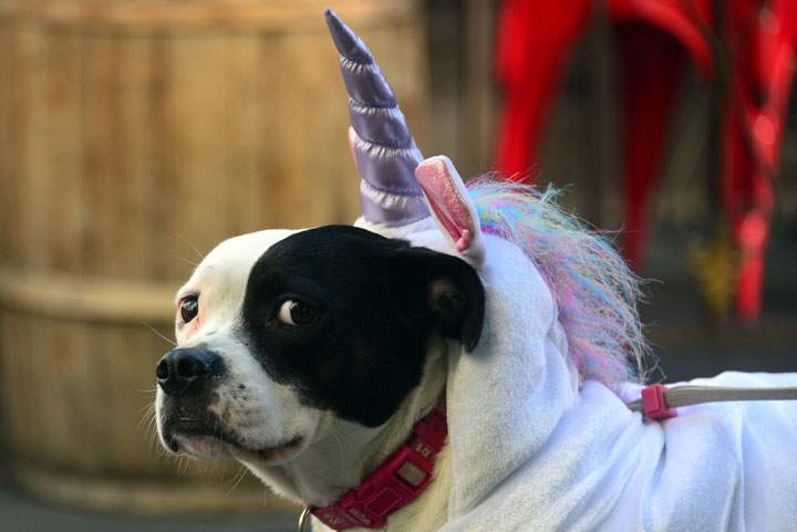 Halloween costumes for dogs