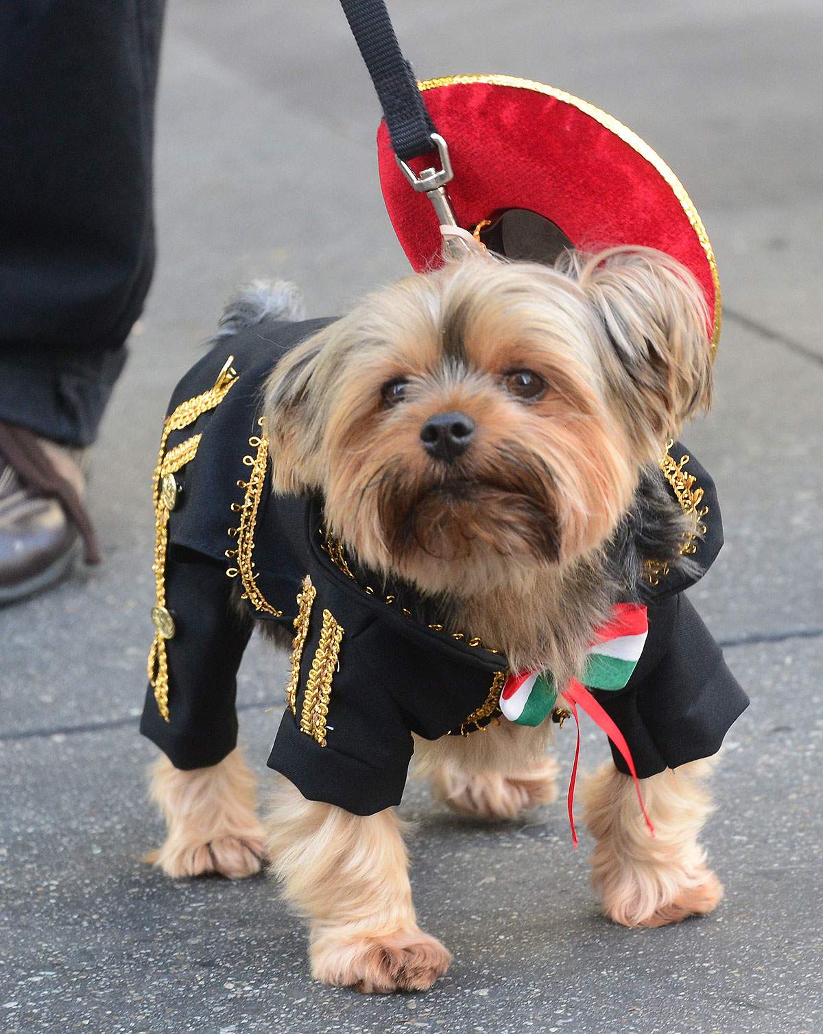 Halloween costumes for dogs