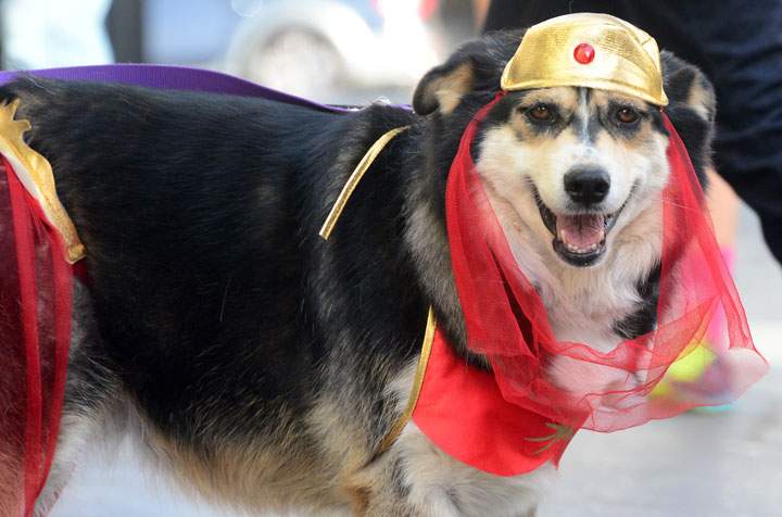 Halloween costumes for dogs