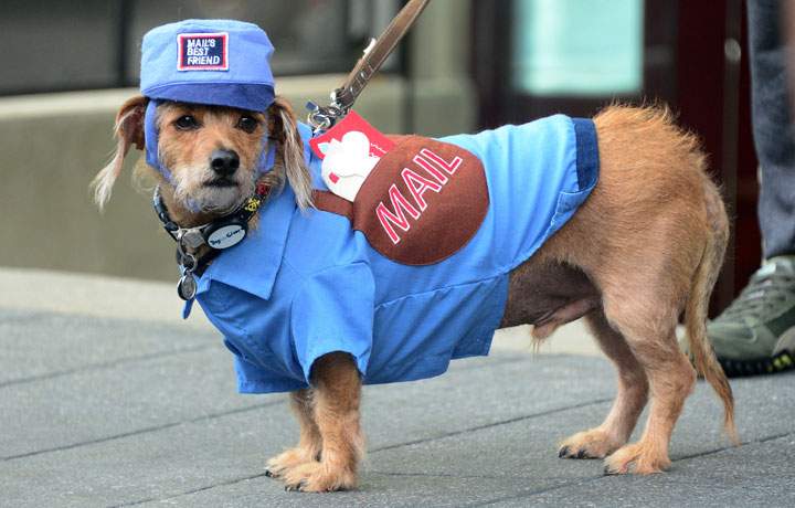 Halloween costumes for dogs