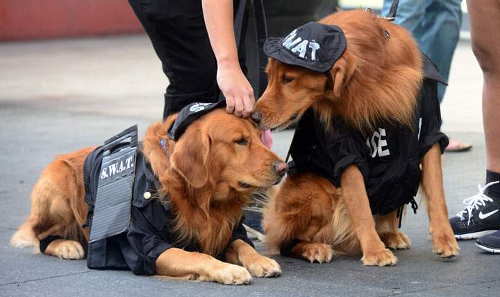 Halloween costumes for dogs