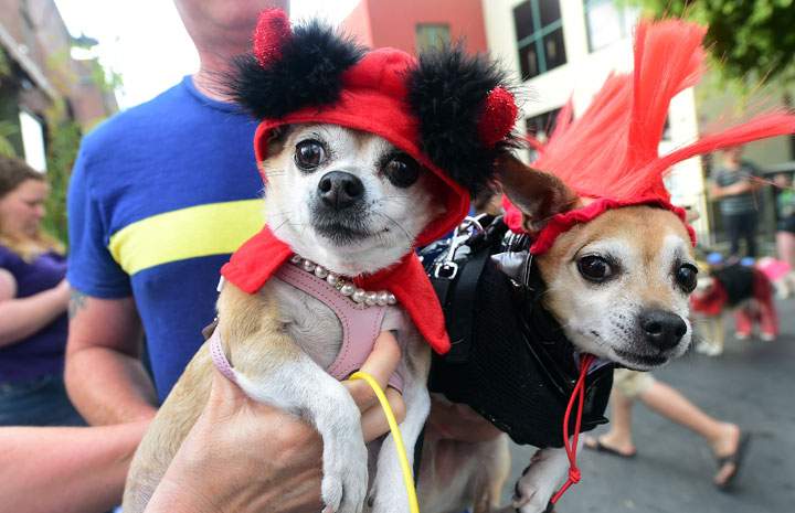 Halloween costumes for dogs
