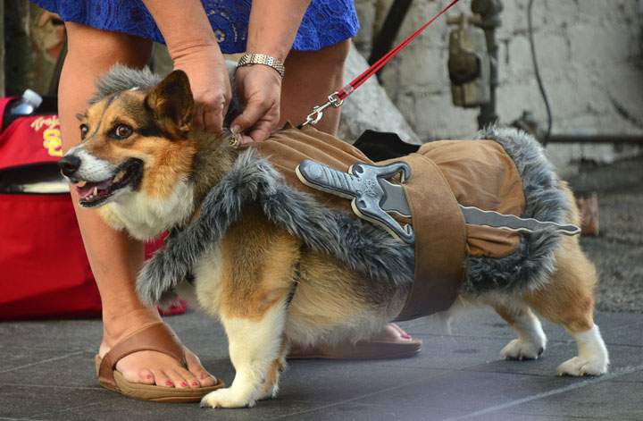 Halloween costumes for dogs