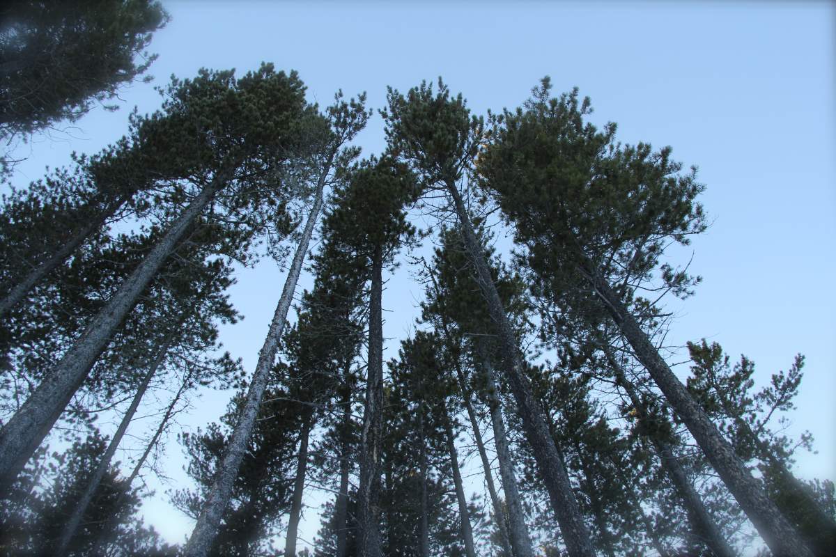 The power of Cypress Hills - image