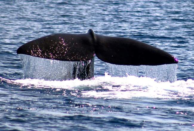 Research from N.S. prof suggests sperm whales taught each other how to avoid whalers - image