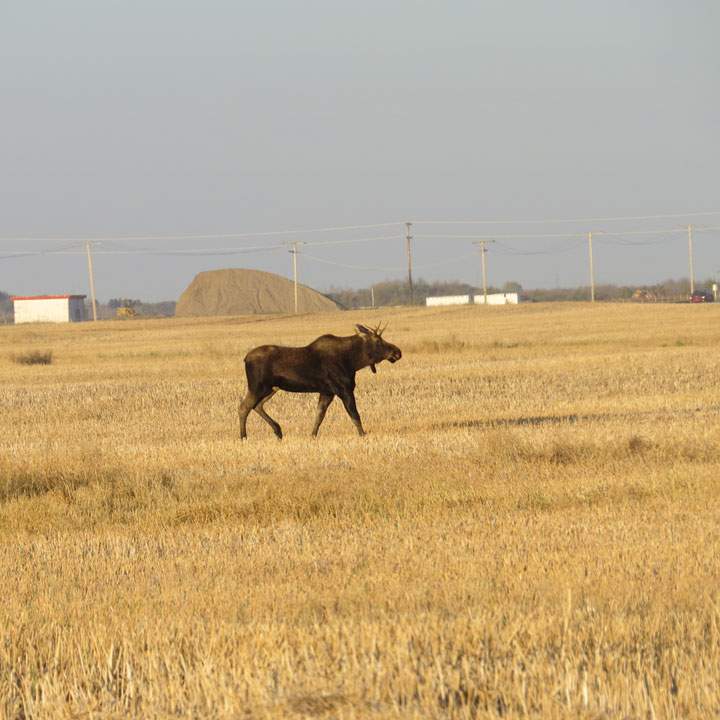 Oct. 4: This Your Saskatchewan photo was taken by Bonnie Evanochko just outside of Saskatoon.
