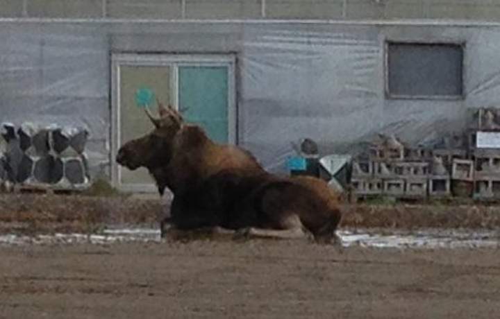 Moose Brandon Manitoba