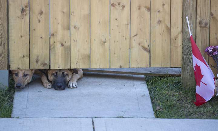 Dogs peek out from under a gate at the Cirillo family home in Hamilton, Ontario near flowers and flags that have been left on Thursday, Oct. 23, 2014. (Peter Power/The Canadian Press)