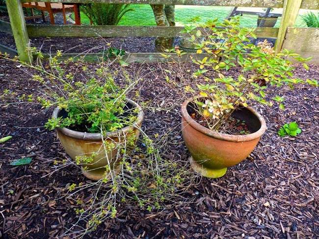 Over-wintering your perennials in pots