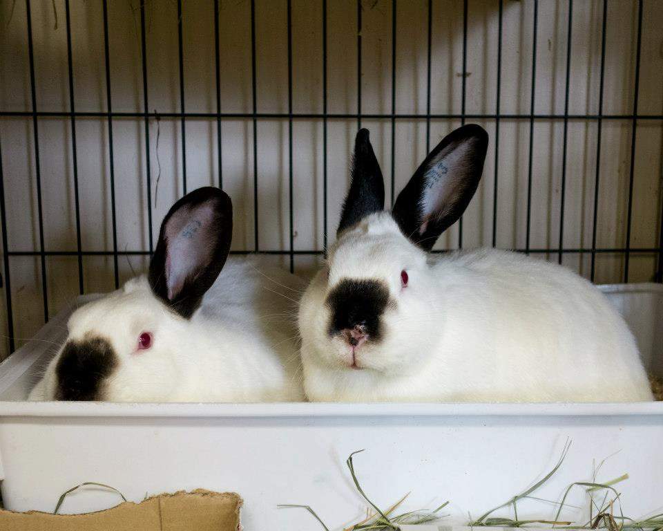Rabbits may be cute, but the Montreal SPCA is asking parents to think twice before buying them as pets at Easter, Tuesday, April 13, 2017.