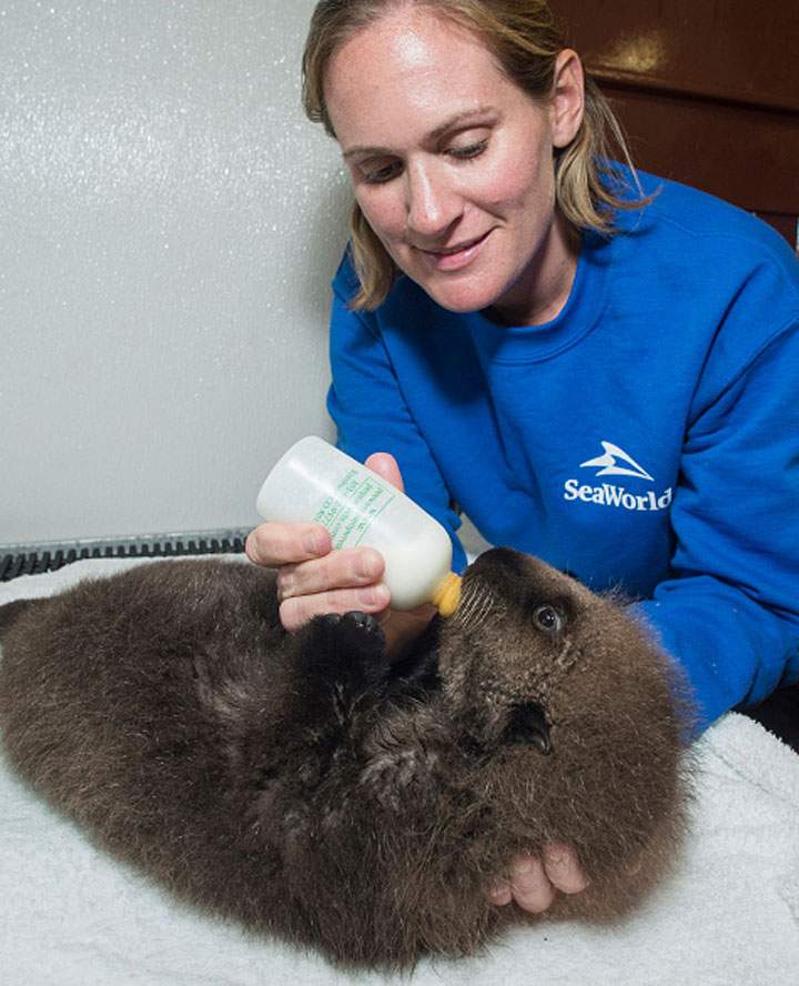 In this handout photo provided by SeaWorld San Diego, a California sea otter pup is bottle fed by senior animal care specialist Marcia Thissell at SeaWorld San Diego October 30, 2014 in San Diego, California.