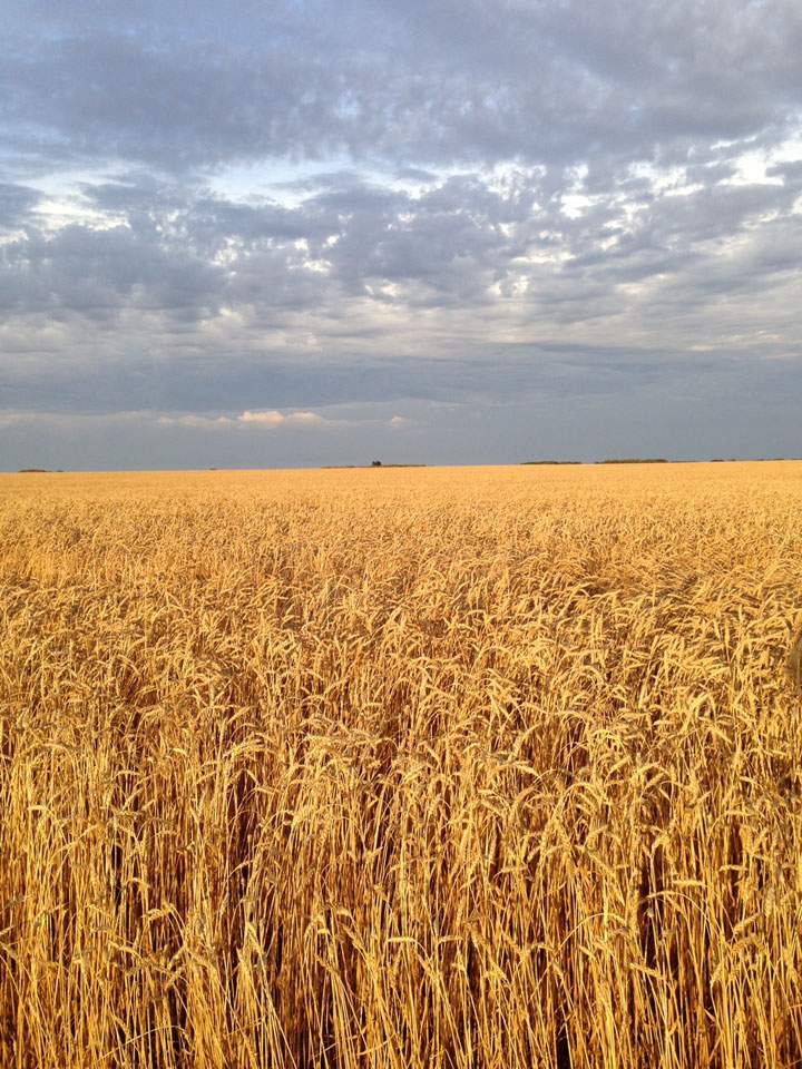 Oct. 13: This Your Saskatchewan photo was taken by Cheryl Duvall near Cut Knife.