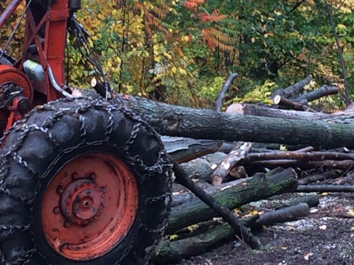 Residents watch as trees are knocked down.