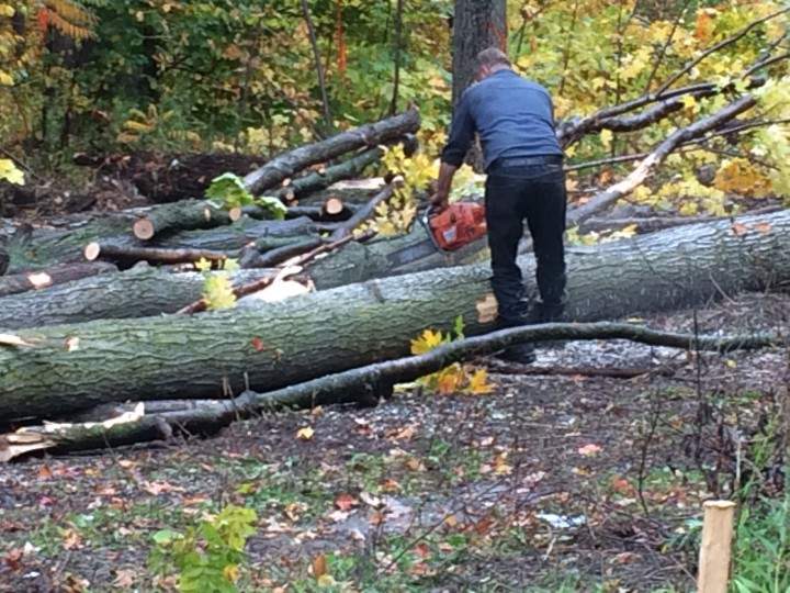 Residents watch as trees are knocked down.