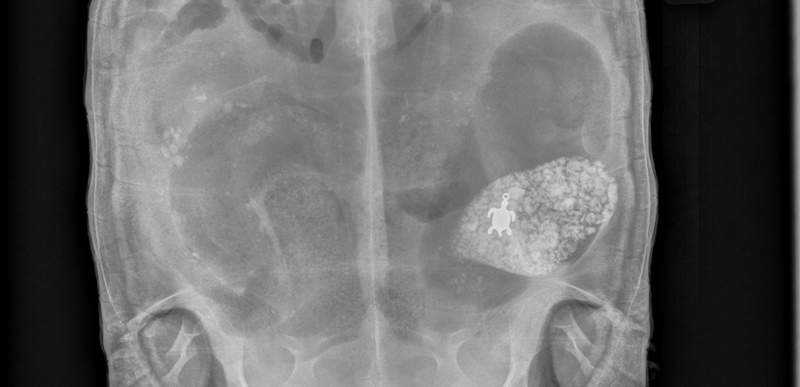 This Monday, Oct. 27, 2014 photo provided by Dr. Don Harris of the Avian & Exotic Animal Medical Center in Miami shows an X-ray of a 15-pound male African spurred tortoise named Lola who had swallowed a turtle pendant. 