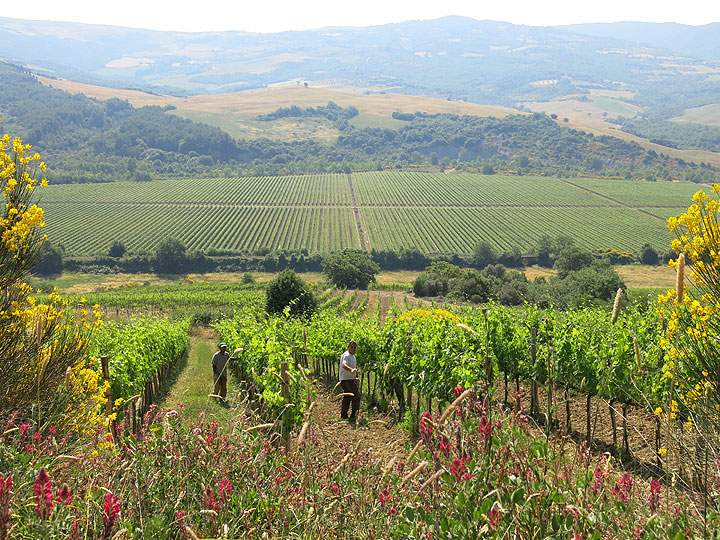 This June 11, 2014 photo shows neatly plowed fields and workers tending crops on a farm en route to Rocca d'Orcia, a village in Tuscany, Italy. Walking tours of Tuscany offer many scenic spots like this one.