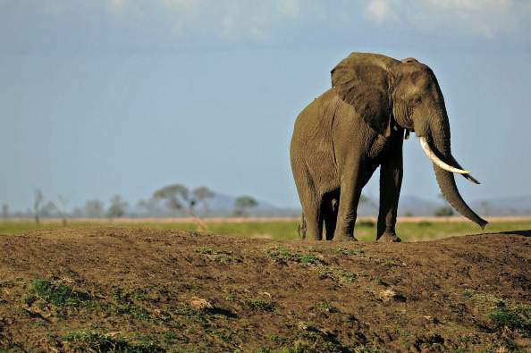 A picture taken on October 14, 2013 shows an elephant in Mikumi National Park, which borders the Selous Game Reserve, Tanzania.