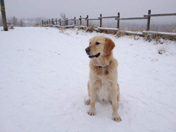 A happy dog enjoys a walk in the snow on Sunday, November 9th, 2014. 