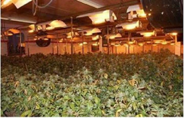 Underground Grow-op.