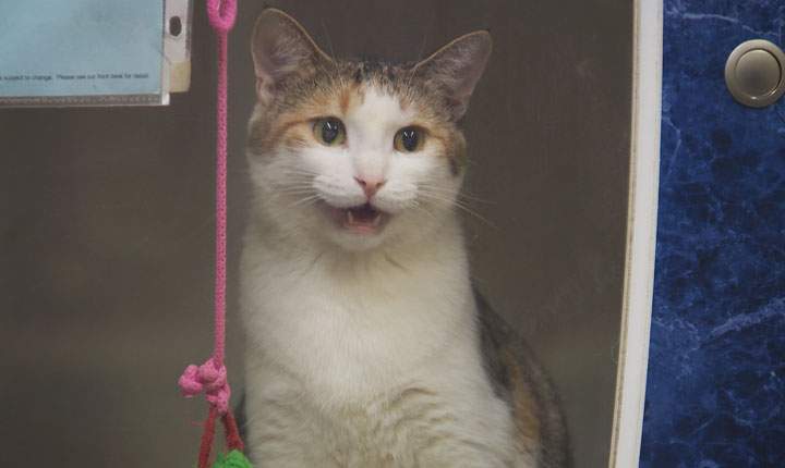 Saskatoon SPCA warns that feline disease is highly contagious and lethal to unvaccinated cats.