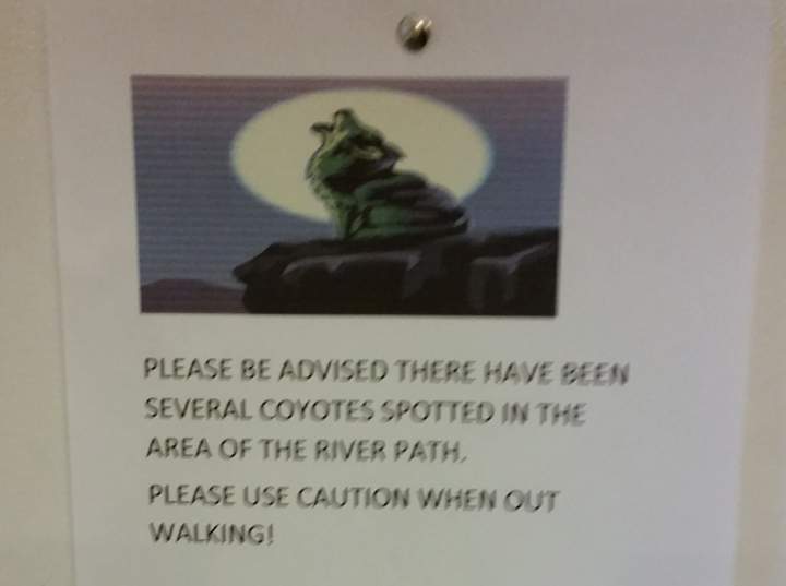 Signs warning about coyote sightings have been posted in the St. Vital area.