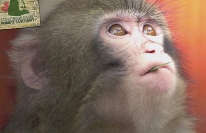 An online fundraising campaign has begun to help Darwin the IKEA monkey find a new home.